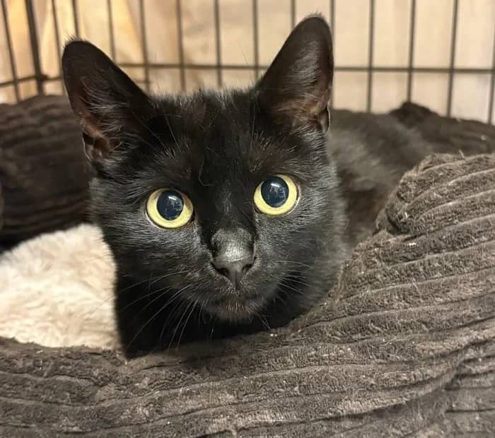 Fendi, domestic cat for adoption in London