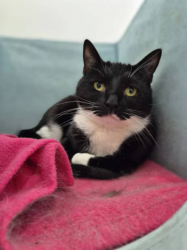 Halo and Lyra, domestic cat for adoption in London