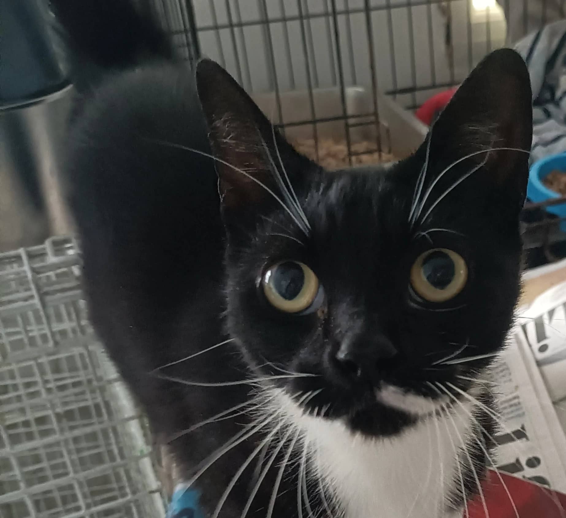Marbella, domestic cat for adoption in London