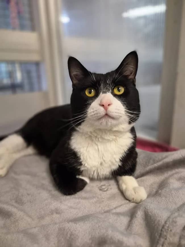 Jed, domestic cat for adoption in London