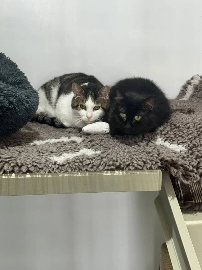Lakito and Hopeful, domestic cat for adoption in London