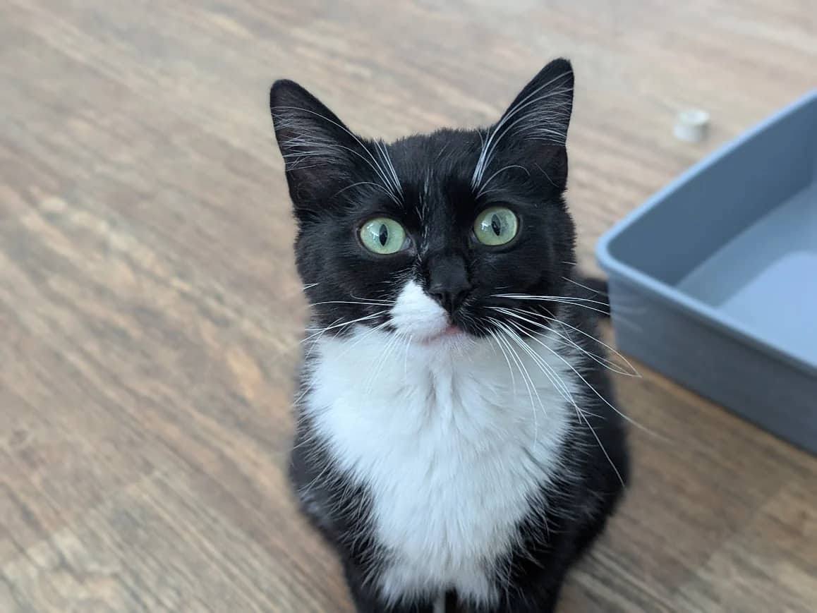 May, domestic cat for adoption in London