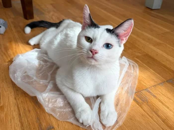 Mochi and Summer, domestic cat for adoption in London