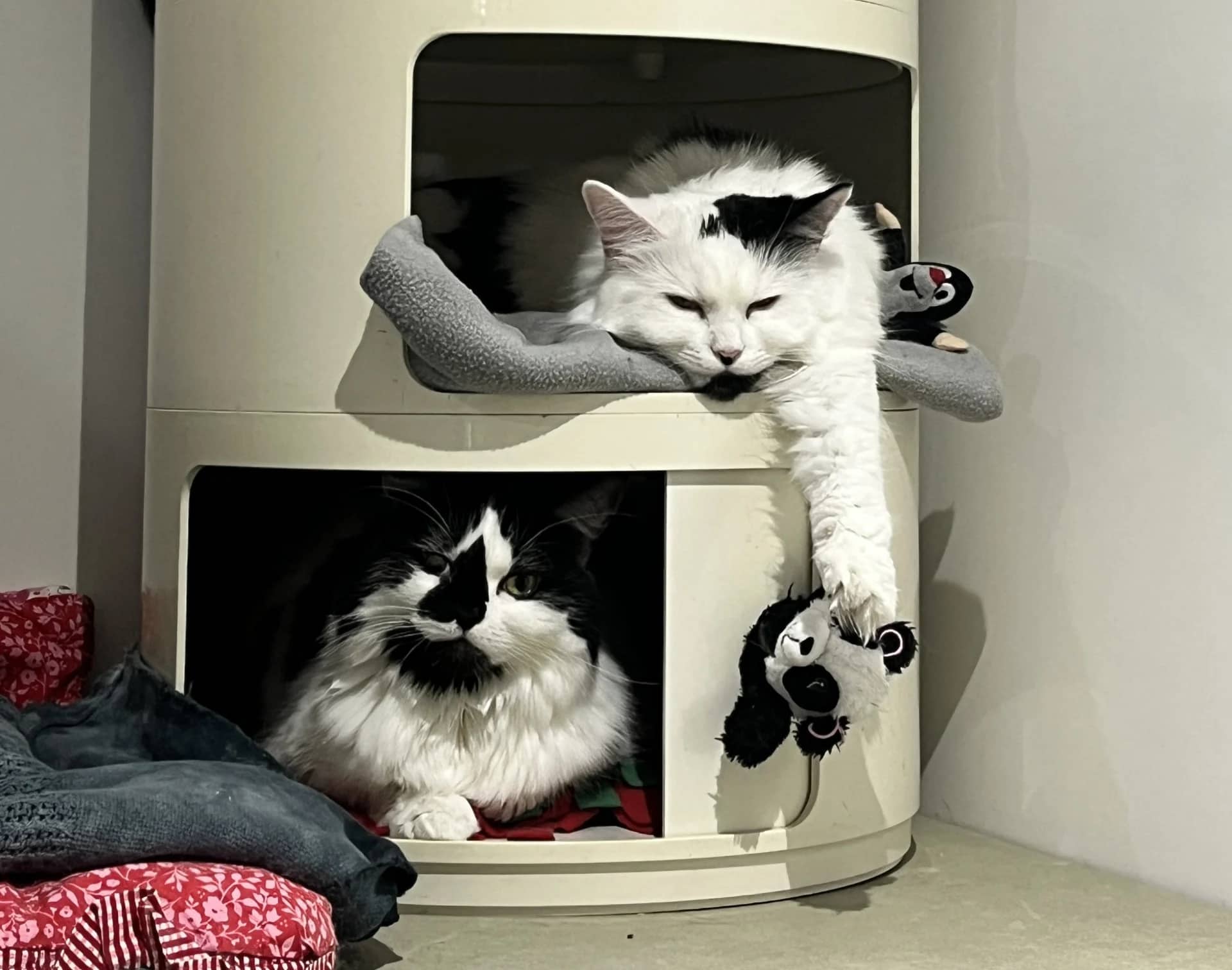 Opal and Amber, domestic cat for adoption in London