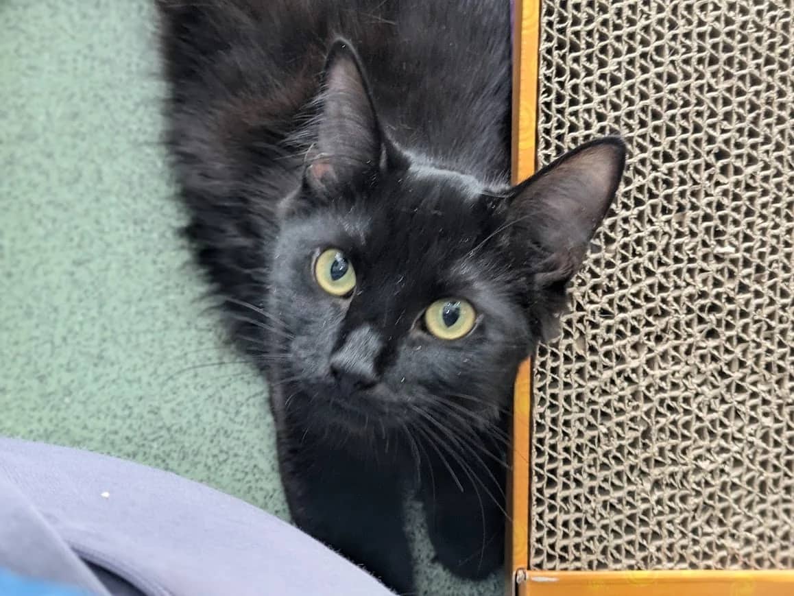 Chomper and Spike, domestic cat for adoption in London