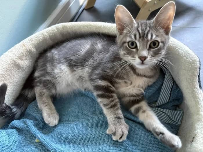 Candy and Truffle, domestic cat for adoption in London