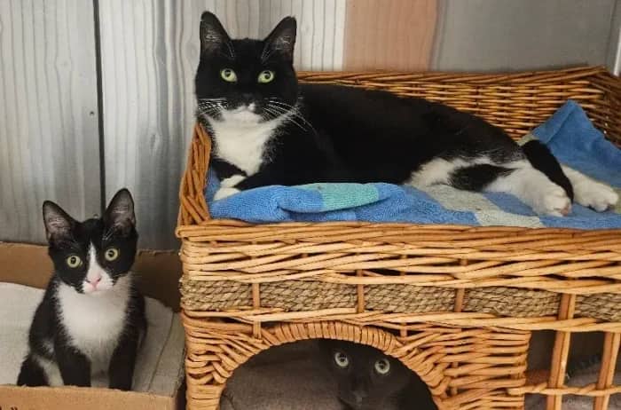 Daisy And Kittens, domestic cat for adoption in London