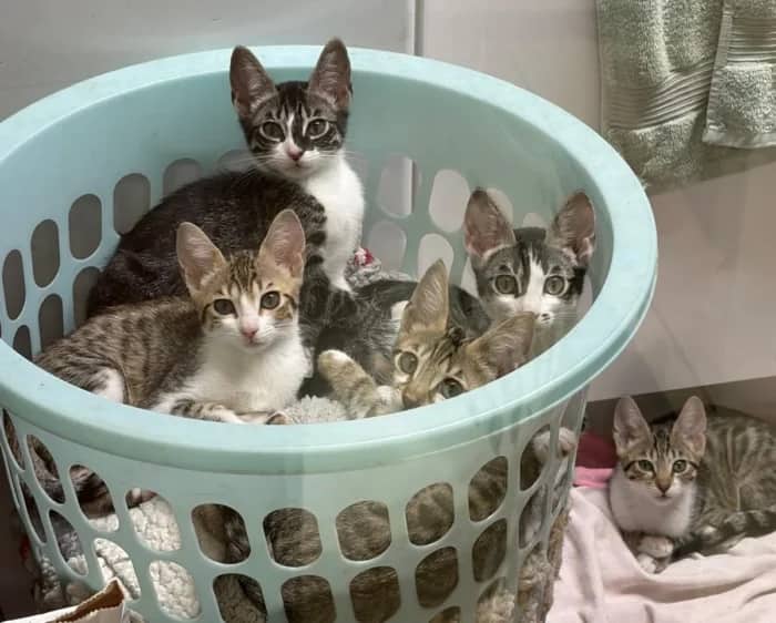 Bouncer, Skippy and Pogo, domestic cat for adoption in London