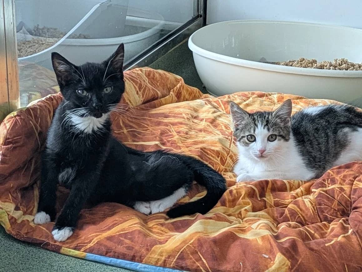 Fallon and Freya, domestic cat for adoption in London
