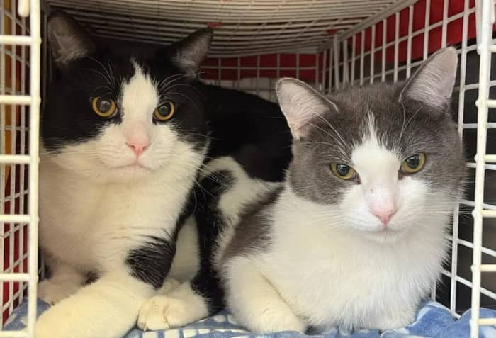 Felix and Tom, domestic cat for adoption in London