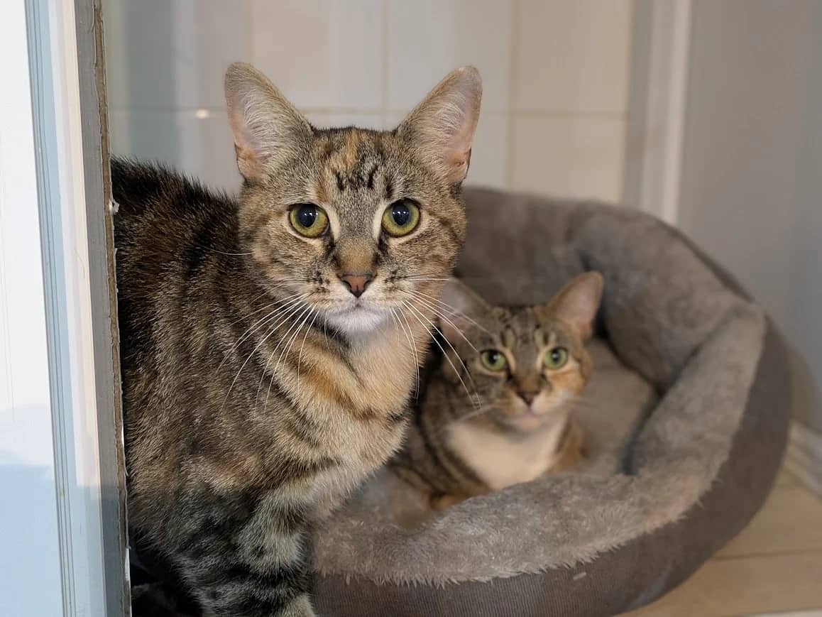 Gabrella, Joxer & Xena, domestic cat for adoption in London