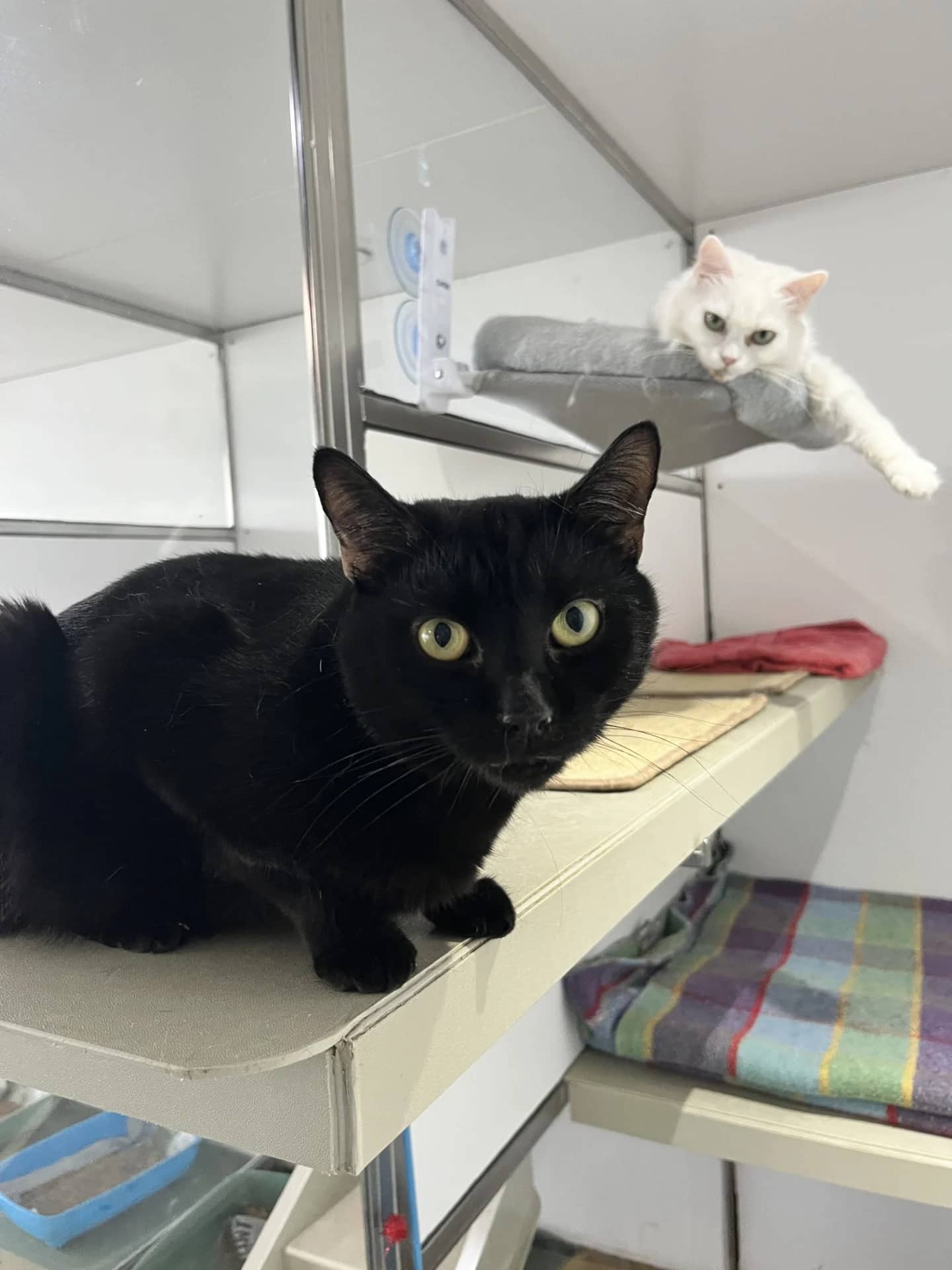 Gem & Diamond, domestic cat for adoption in London