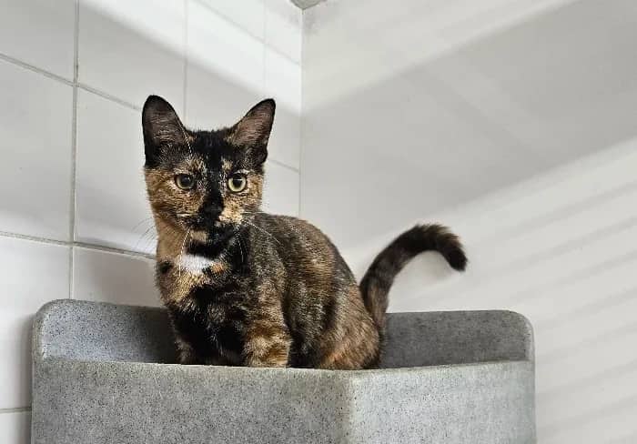 Marlowe and Echo, domestic cat for adoption in London