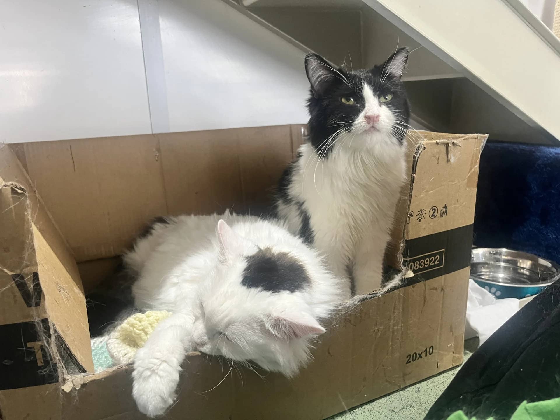 Violet and Stardust, domestic cat for adoption in London