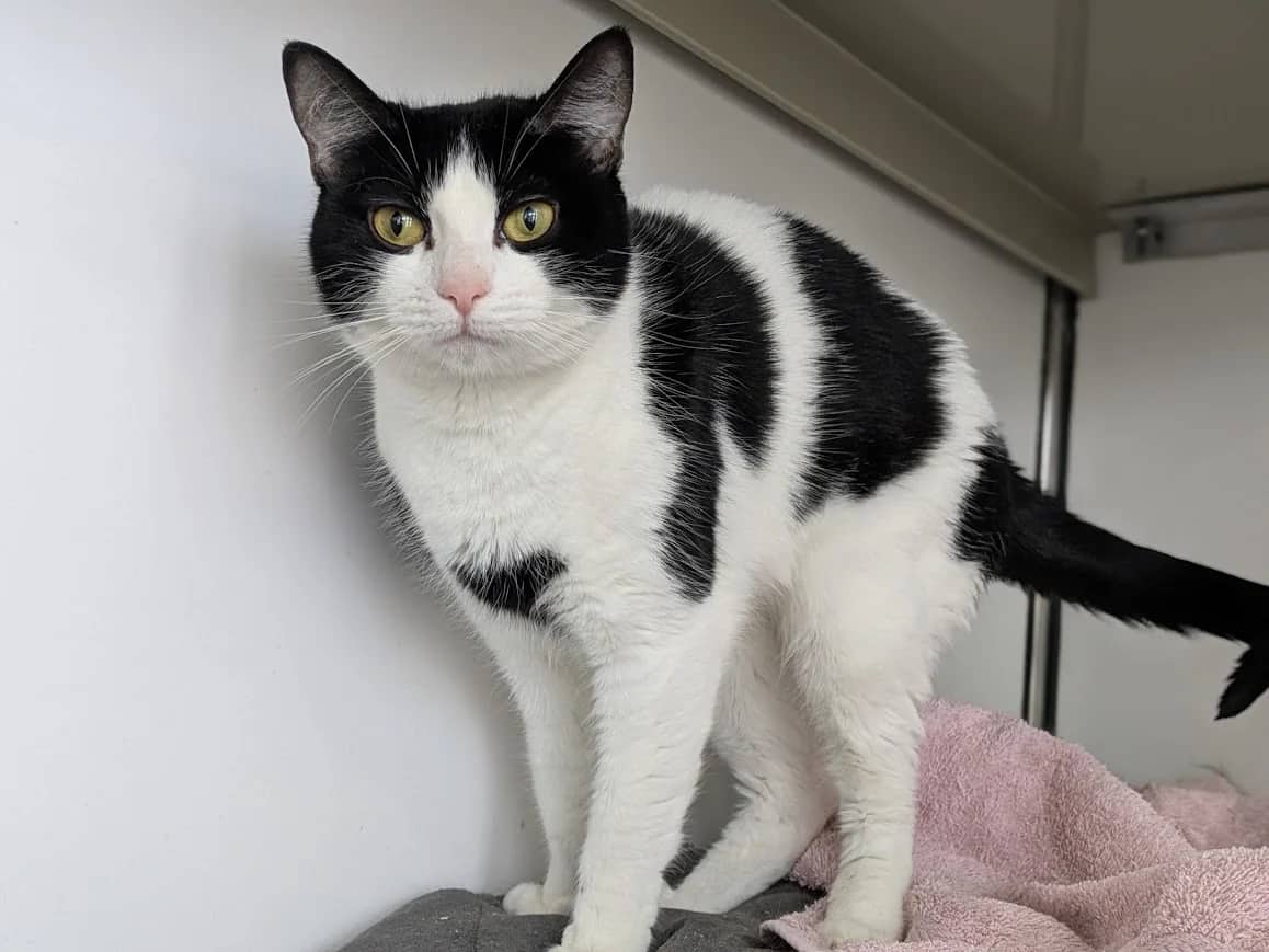 Zara, domestic cat for adoption in London
