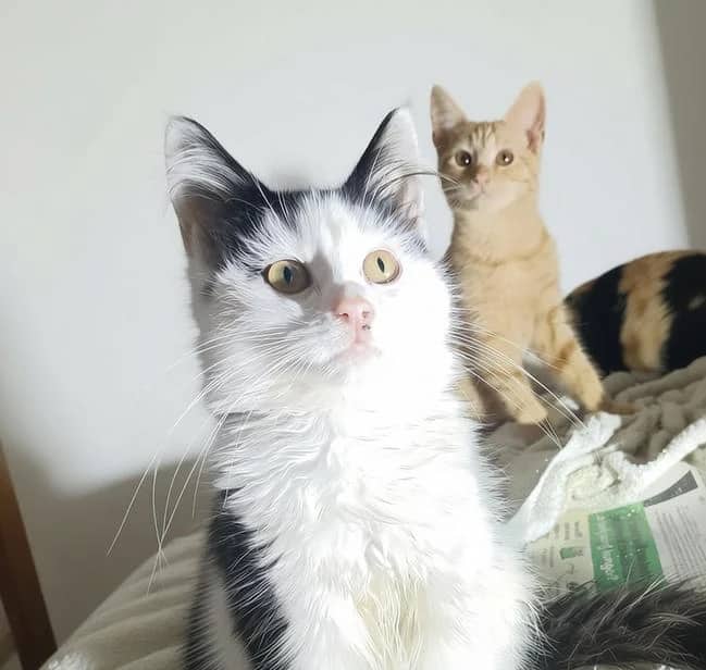 Jedd and Jelly, domestic cat for adoption in London