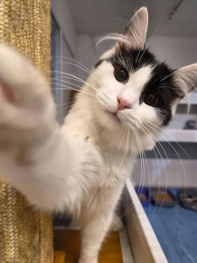 Cleo Cake and Buskins, domestic cat for adoption in London