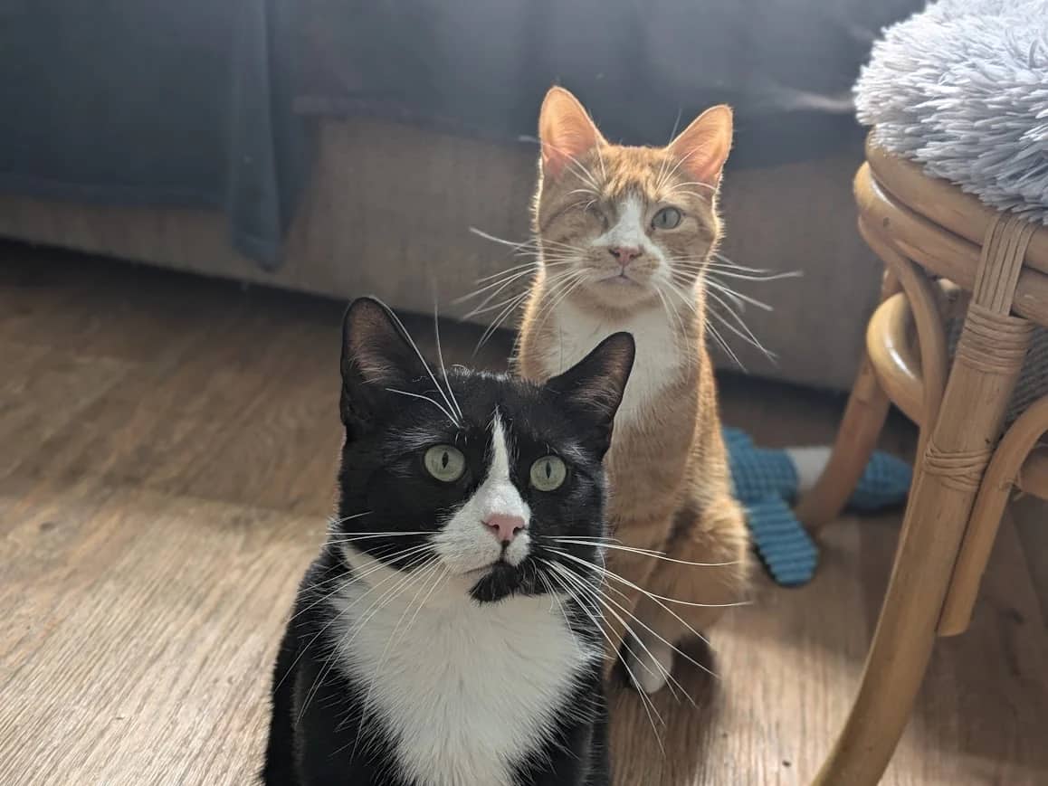 Carlos and Garfield, domestic cat for adoption in London