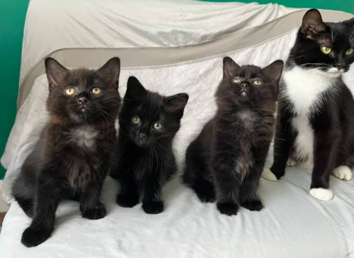 Cindy and Daughter, domestic cat for adoption in London