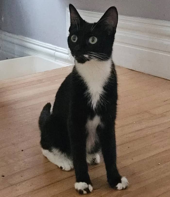 Muchi and Cookie, domestic cat for adoption in London