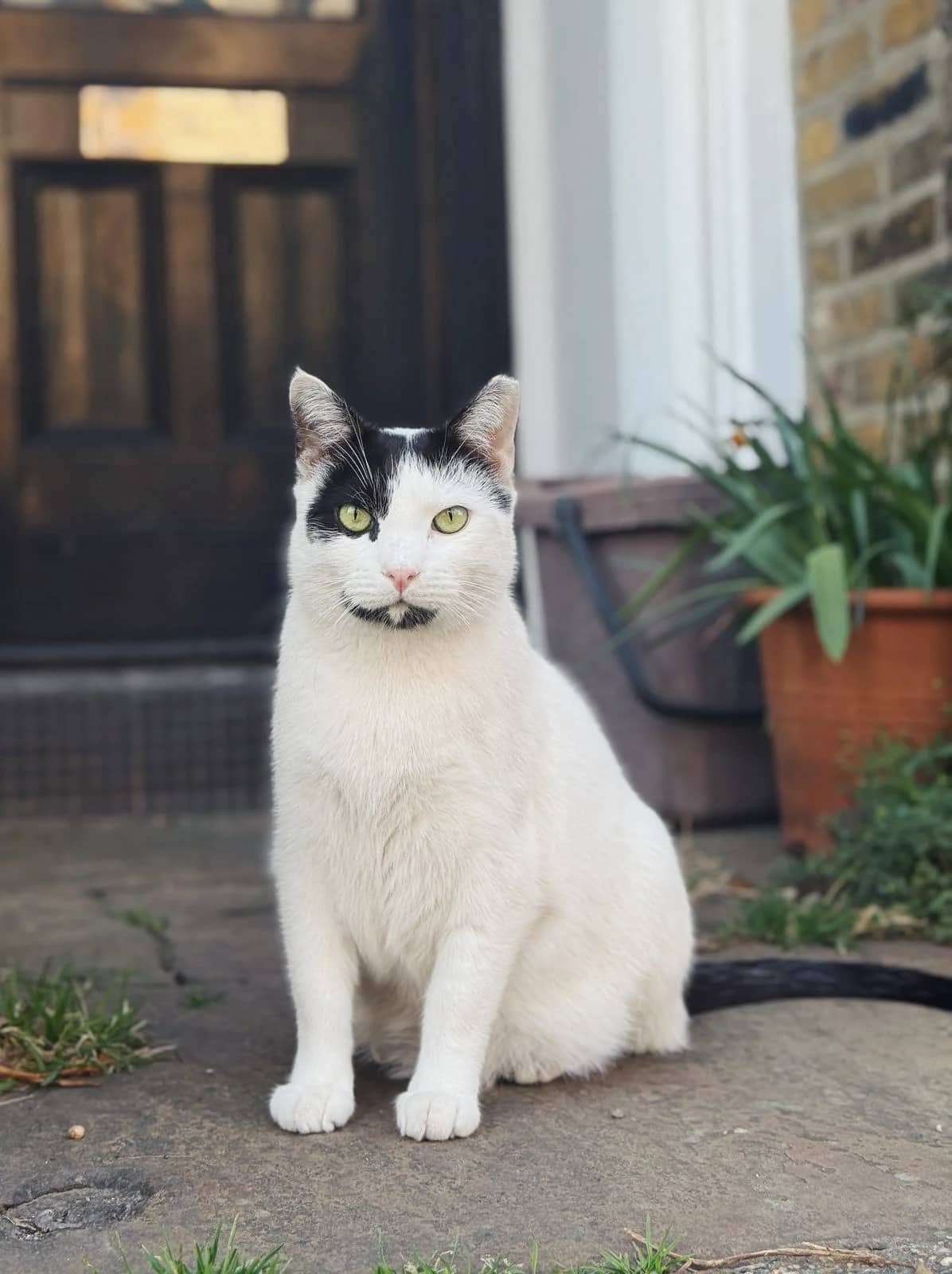 Donkey, domestic cat for adoption in London