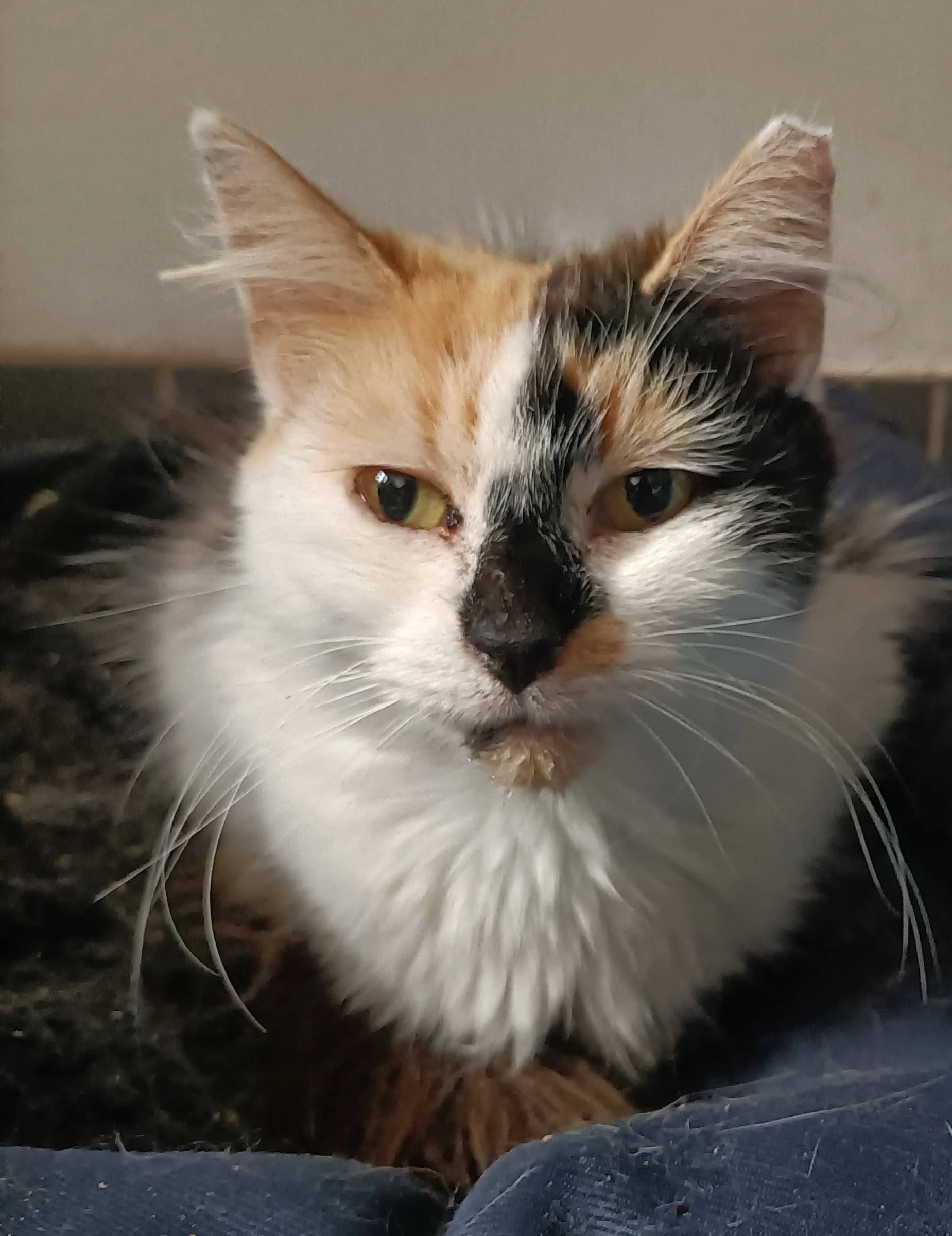 Gigi, domestic cat for adoption in London