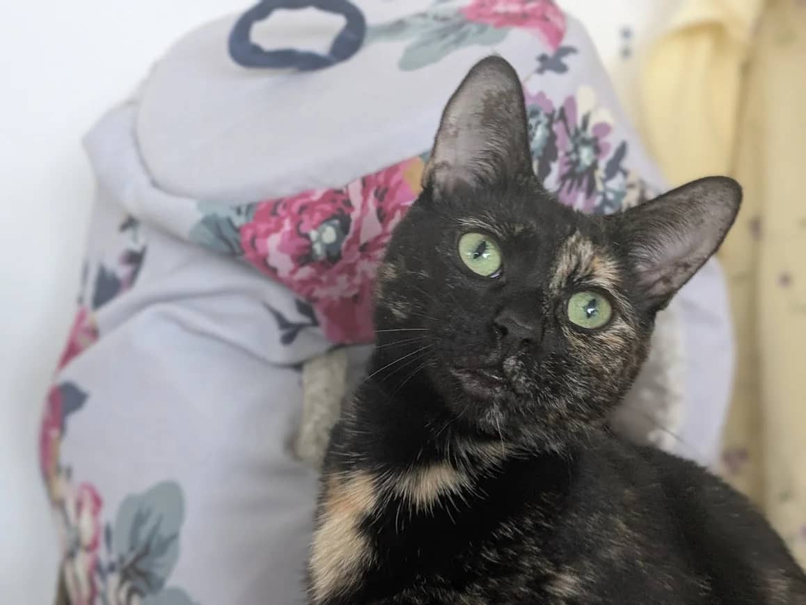 Kicia, domestic cat for adoption in London