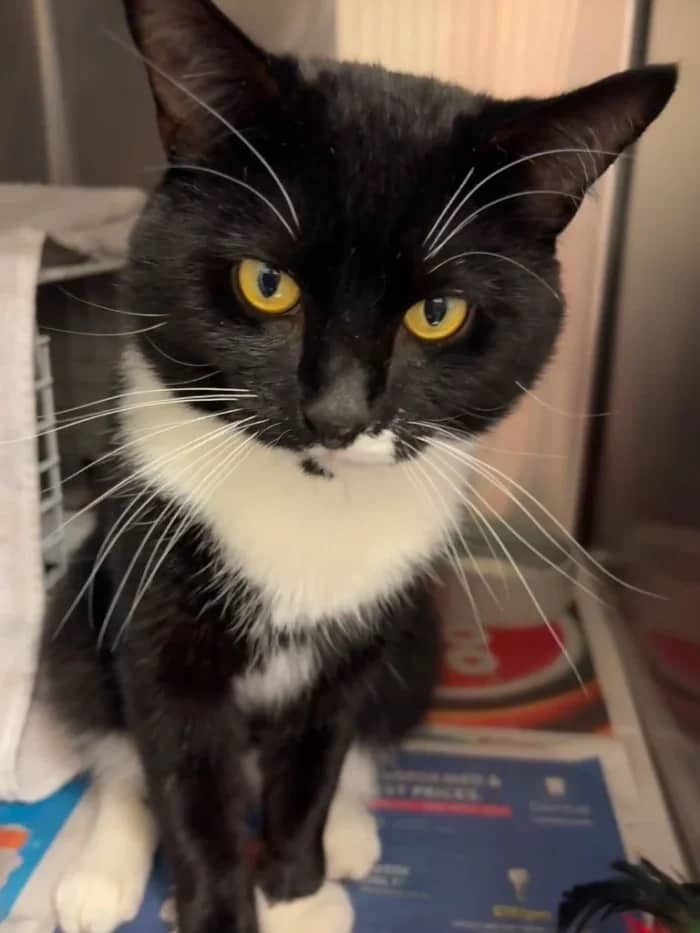 Ralph, domestic cat for adoption in London