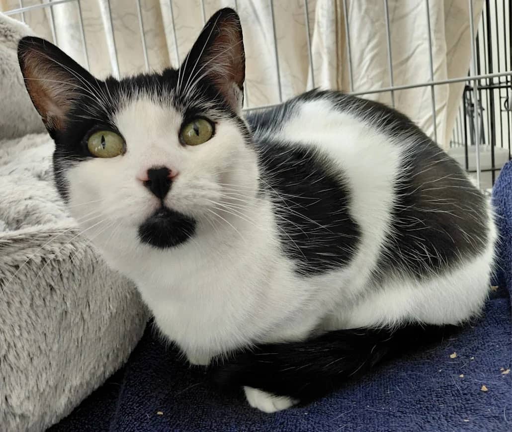 Susie, domestic cat for adoption in London