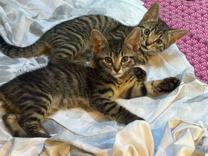Biscuit And Kittens, domestic cat for adoption in London