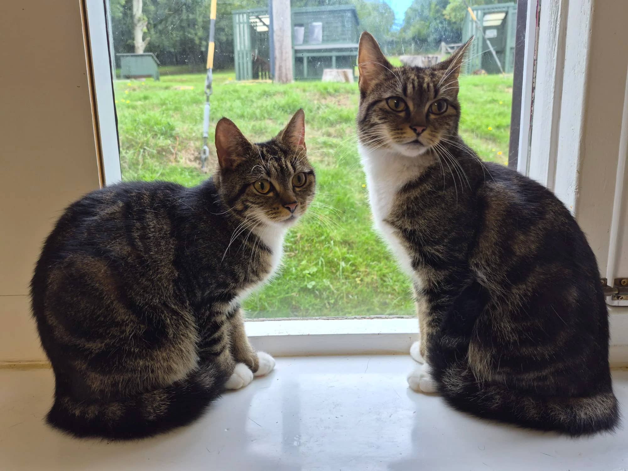 Mustard and Marshmallow, domestic cat for adoption in Brede