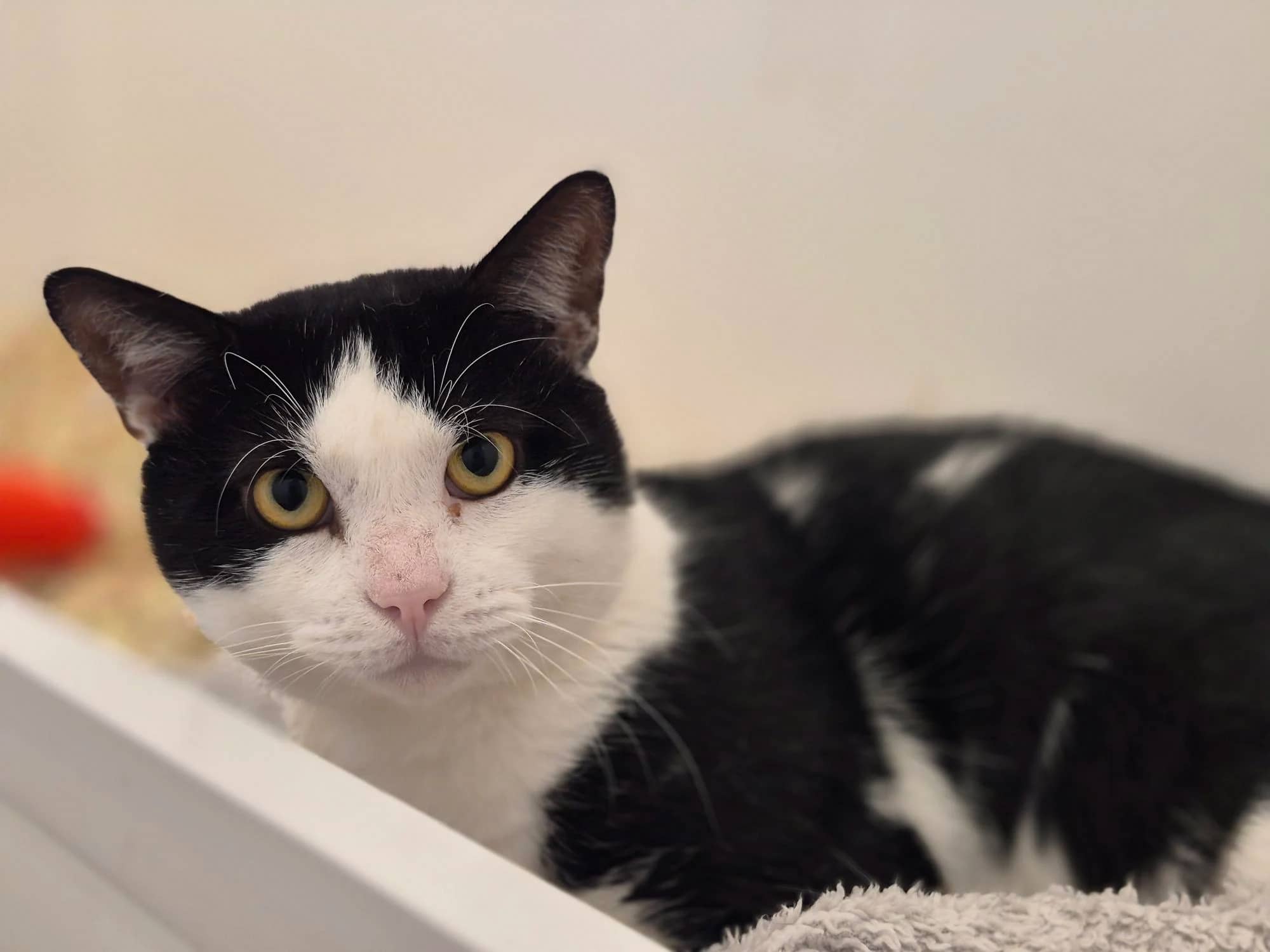 Edward, domestic cat for adoption in Brede