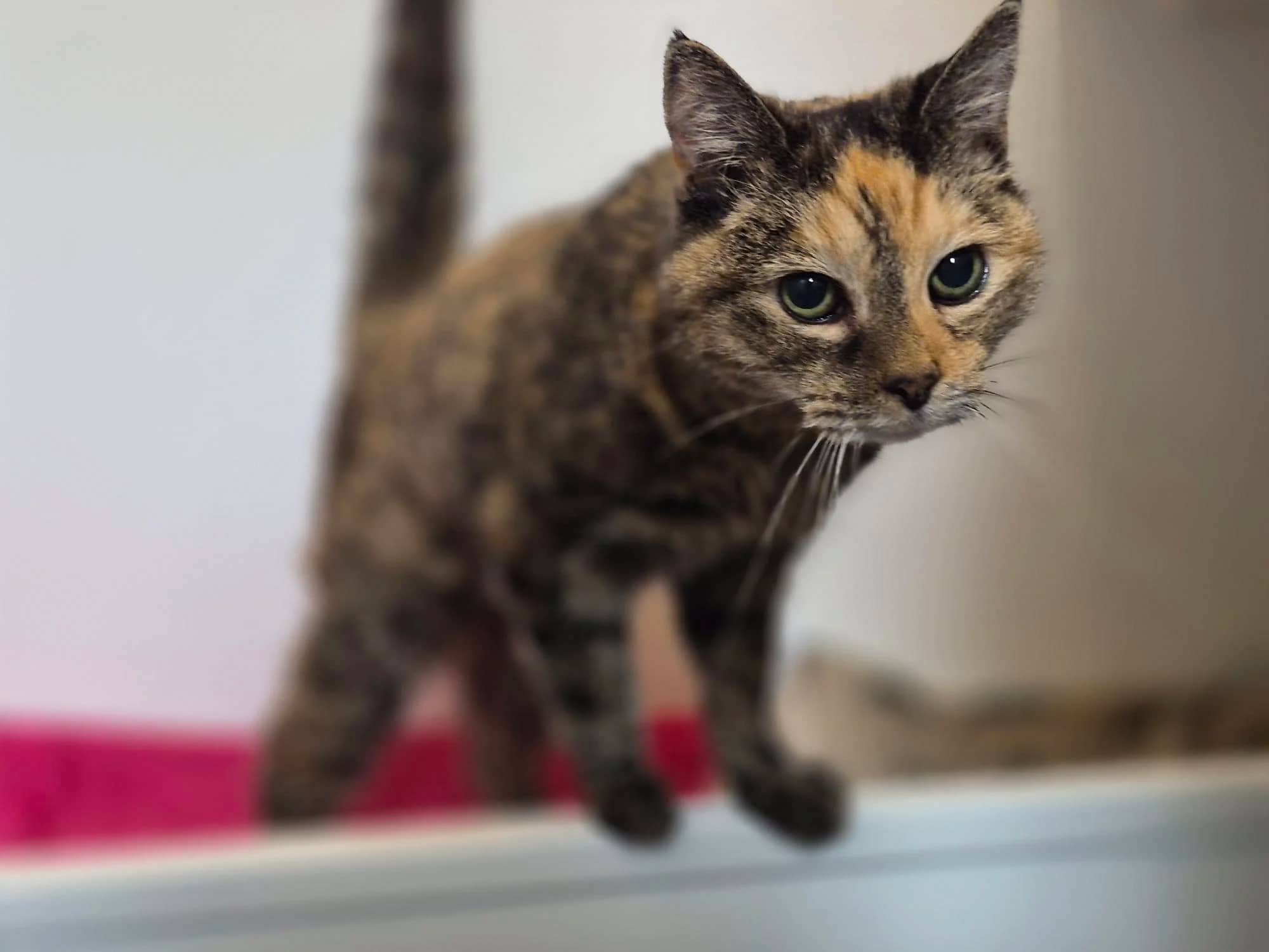 Twinkle, domestic cat for adoption in Brede