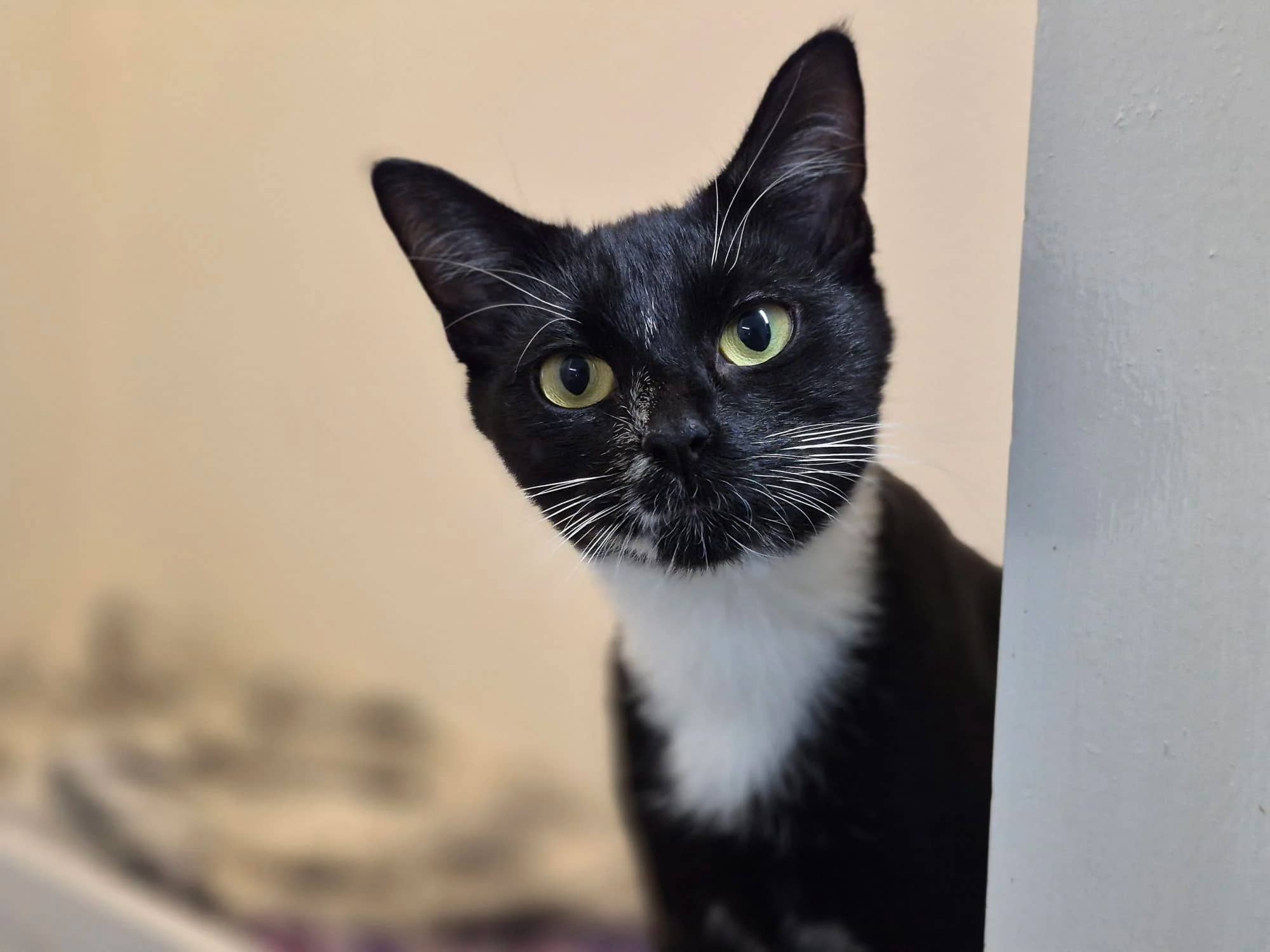 Polly Pocket, domestic cat for adoption in Brede