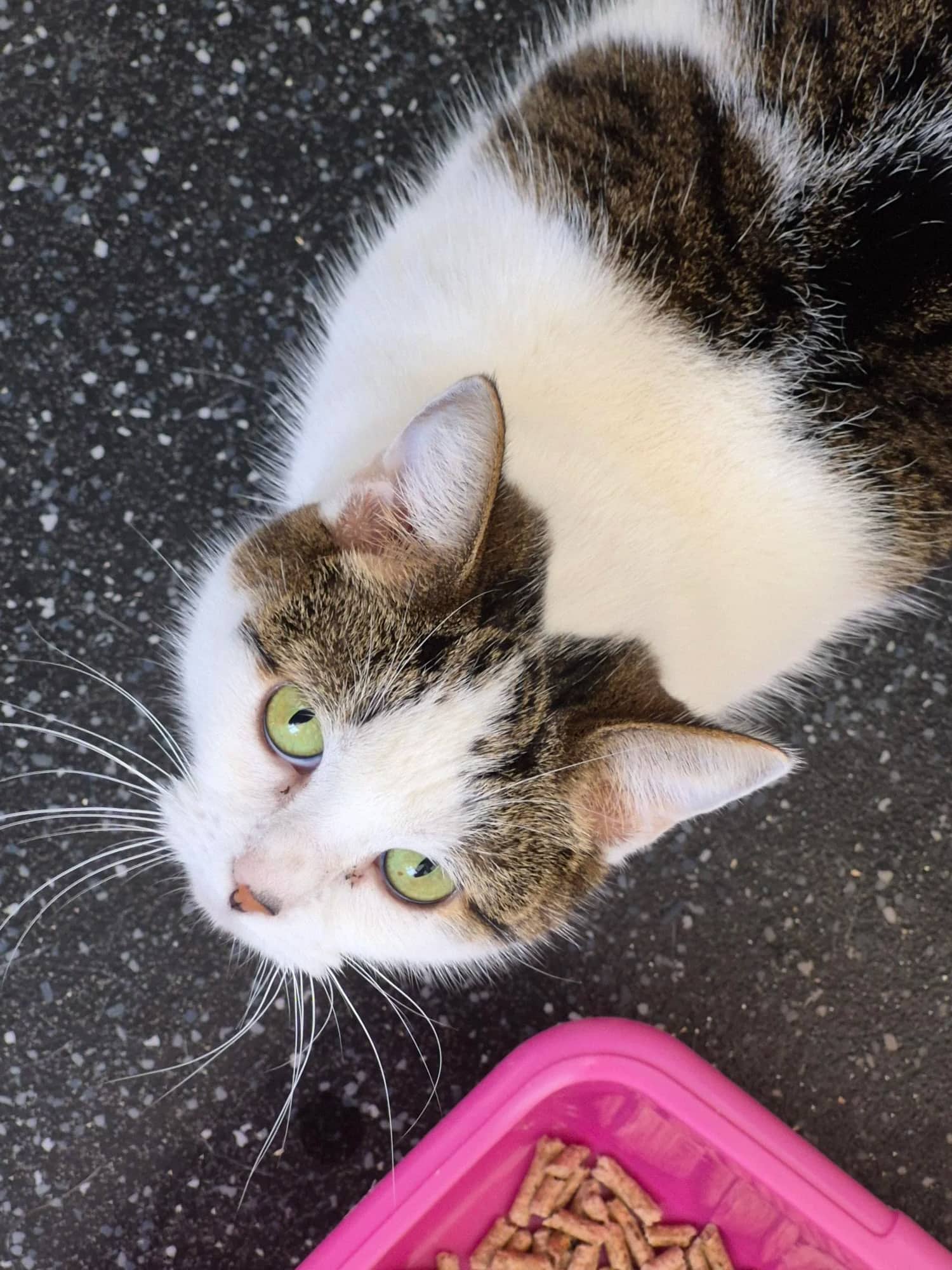 Pandora, domestic cat for adoption in Brede
