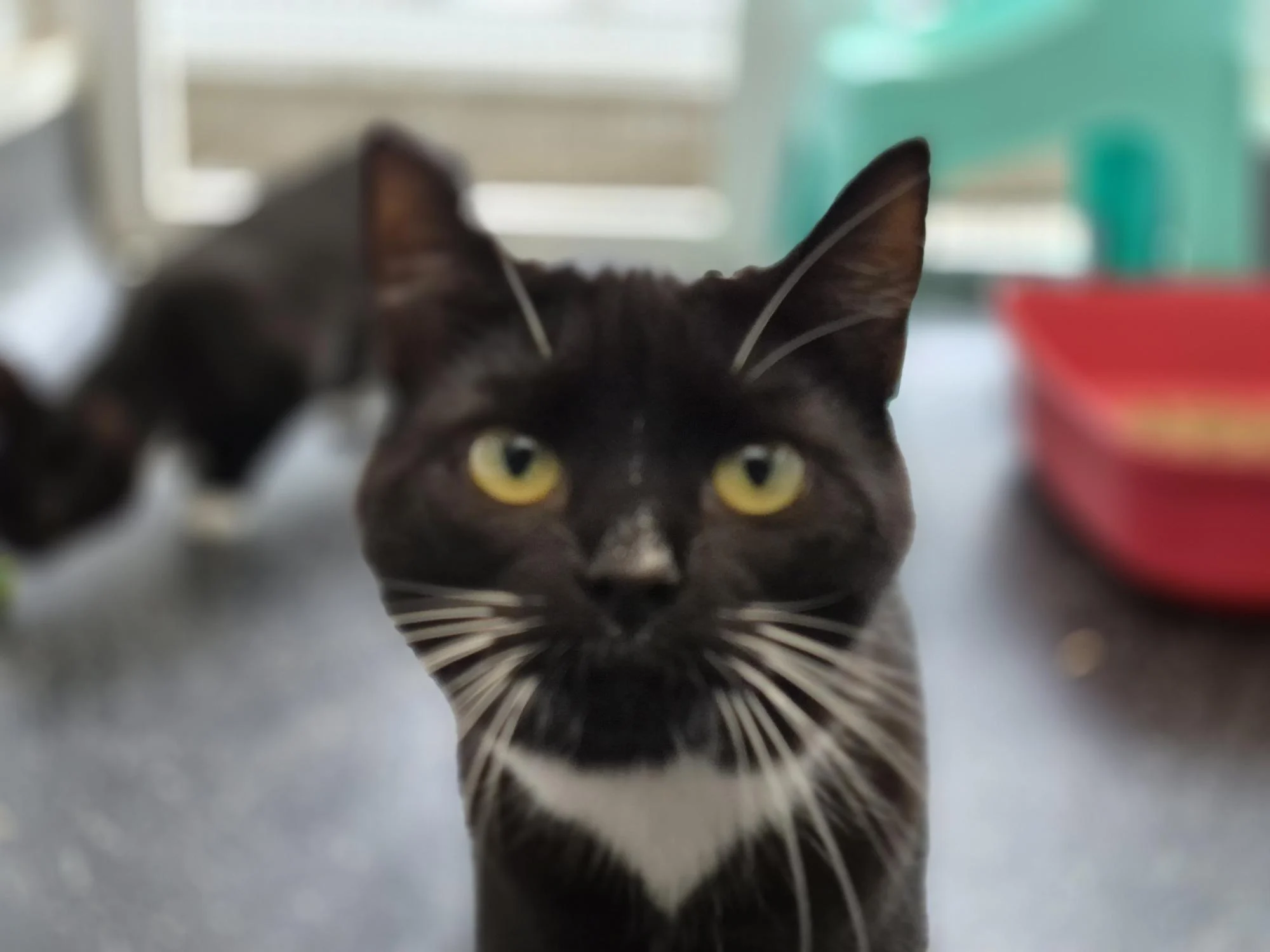 Bailey and Riley, domestic cat for adoption in Brede