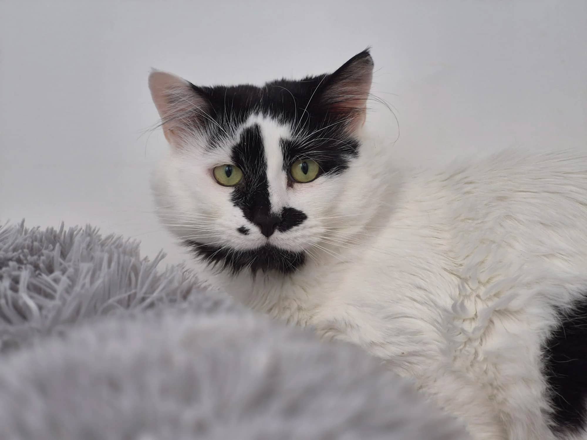 Churchill, domestic cat for adoption in Brede
