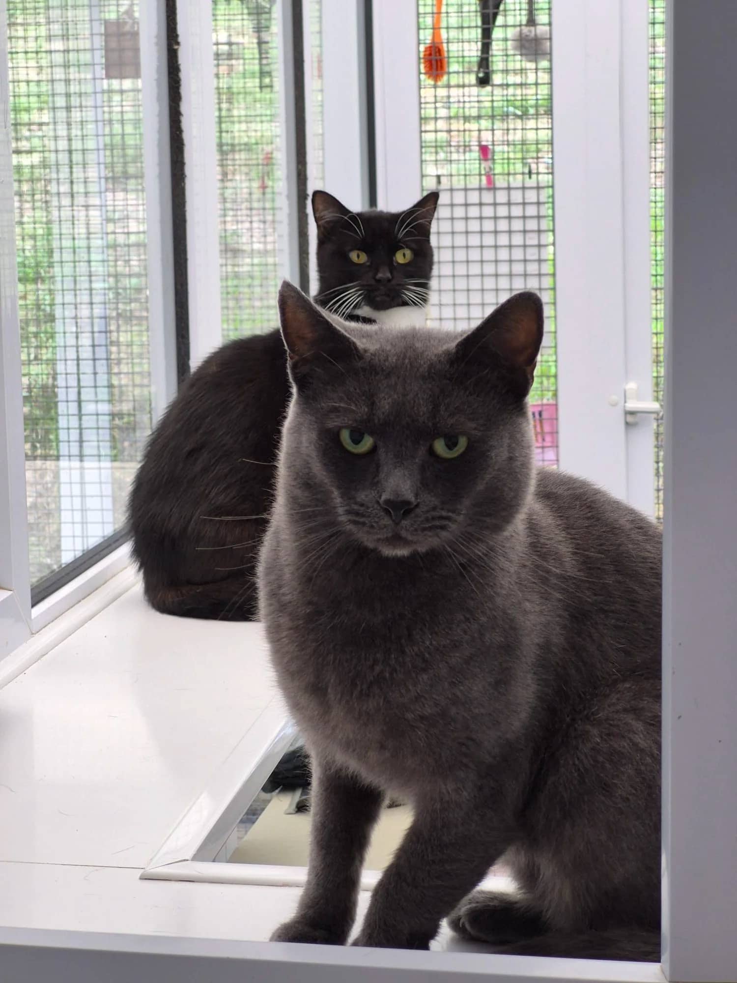 Billy and Jacob, domestic cat for adoption in Brede