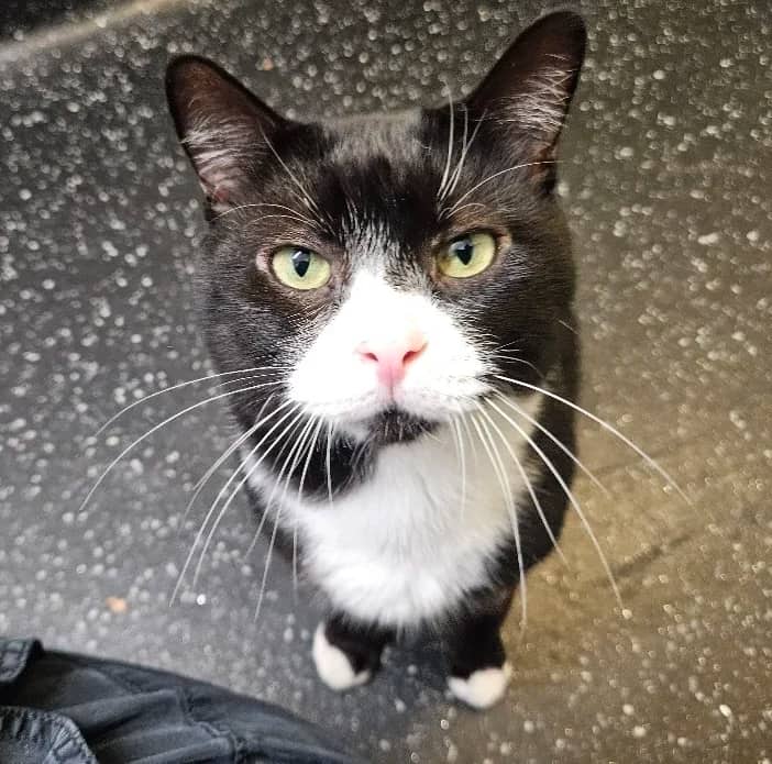 Baxter and Buster, domestic cat for adoption in London