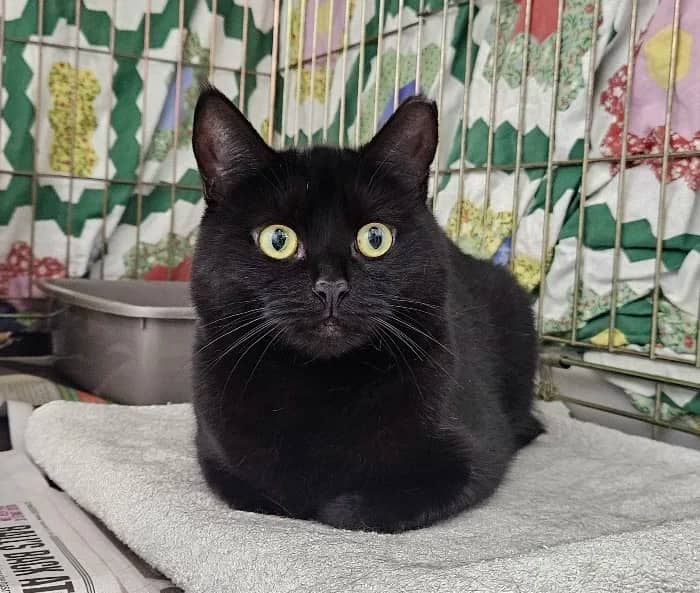 Fendie, domestic cat for adoption in London