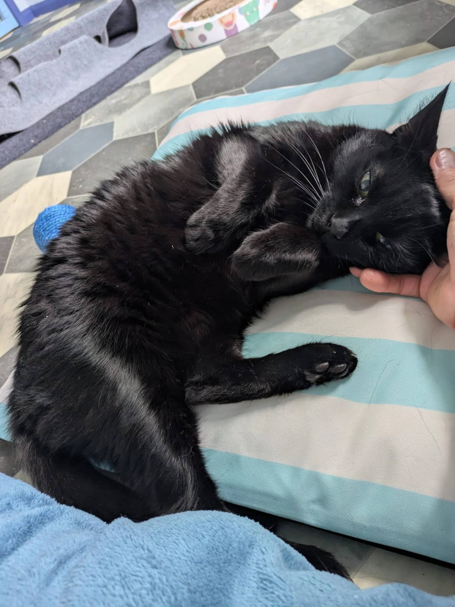 Barley Moon, domestic cat for adoption in Brede