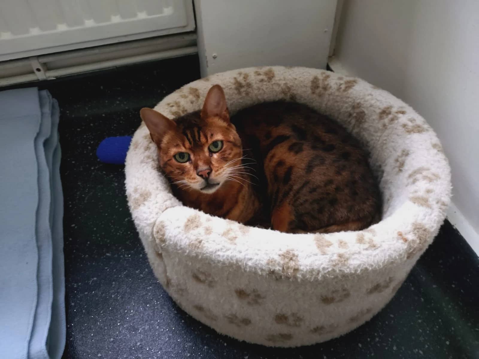 Cecil, domestic cat for adoption in Brede