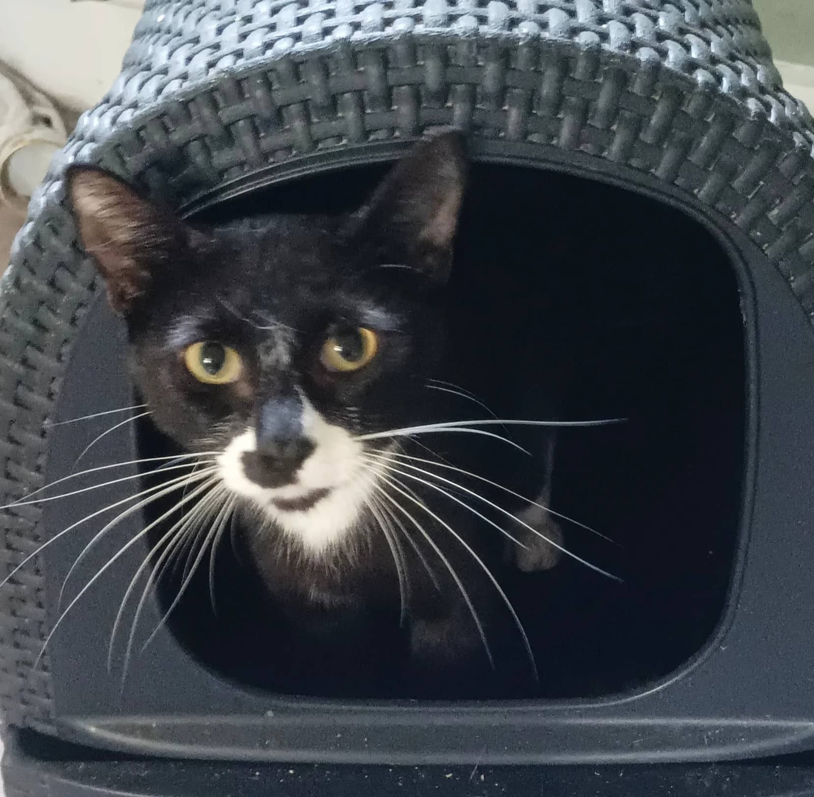Dylan, domestic cat for adoption in London
