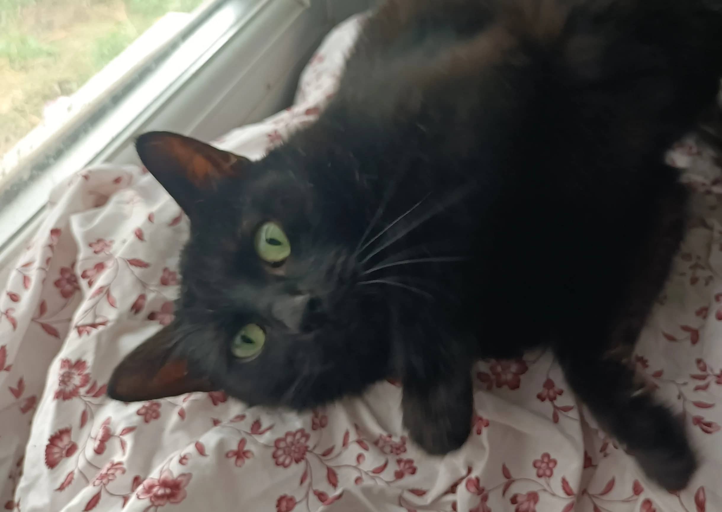 Bronze, domestic cat for adoption in London