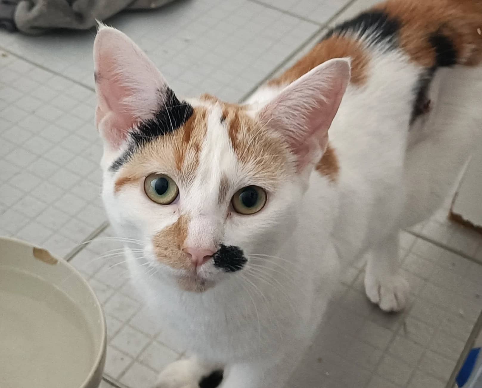 Kylie, domestic cat for adoption in London