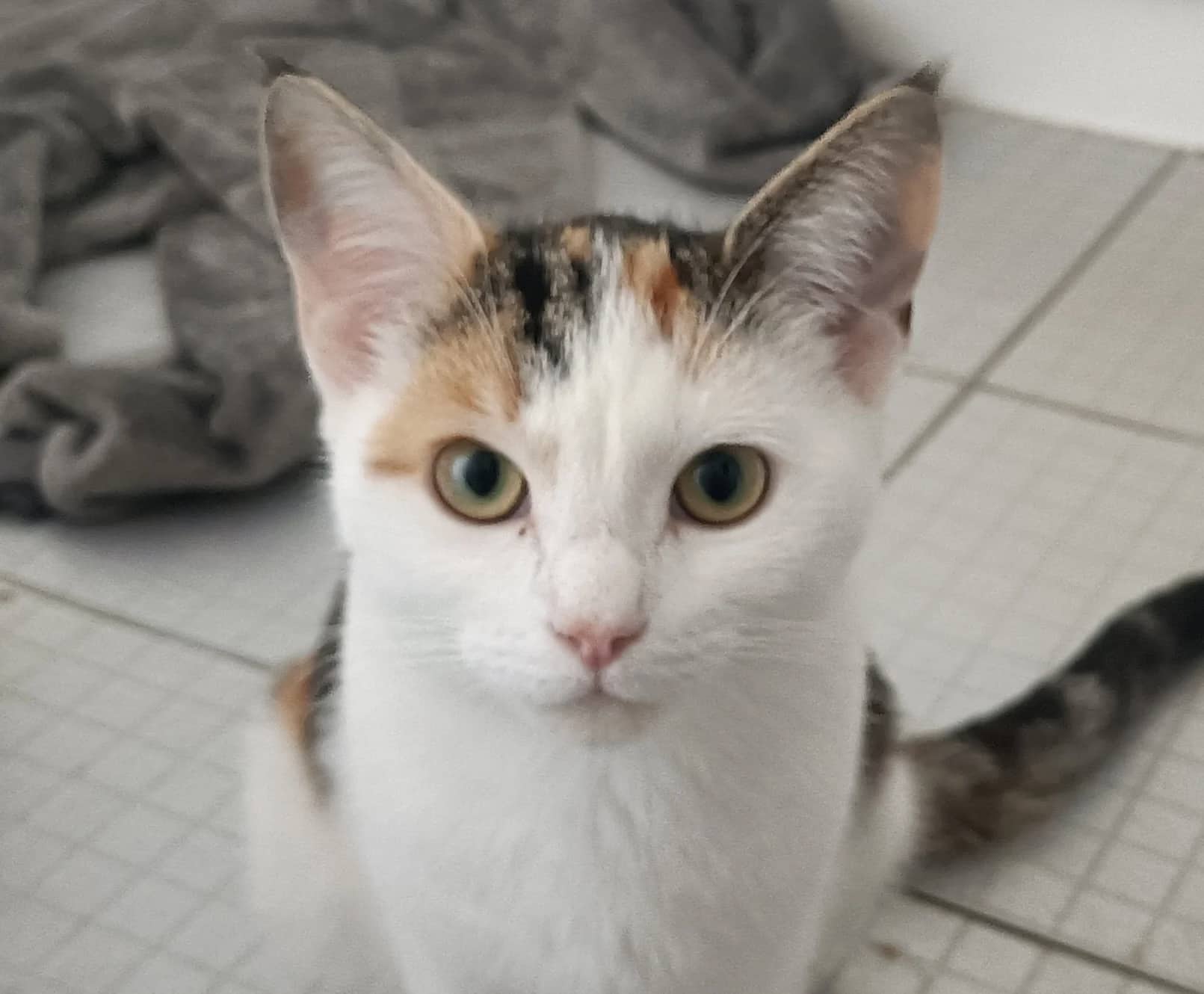Kim, domestic cat for adoption in London