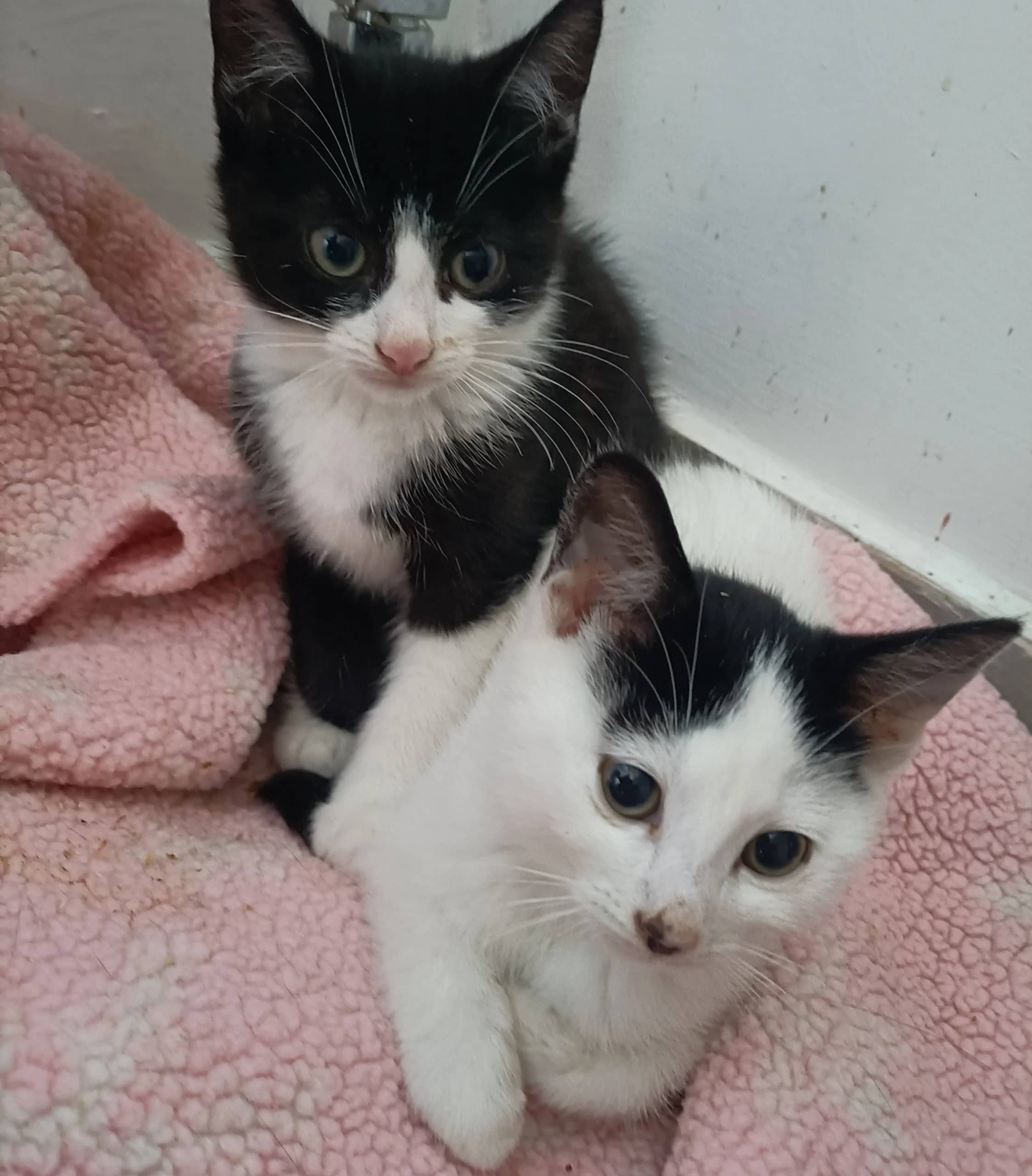 Nera and Bravo, domestic cat for adoption in London