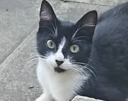 White, domestic cat for adoption in London
