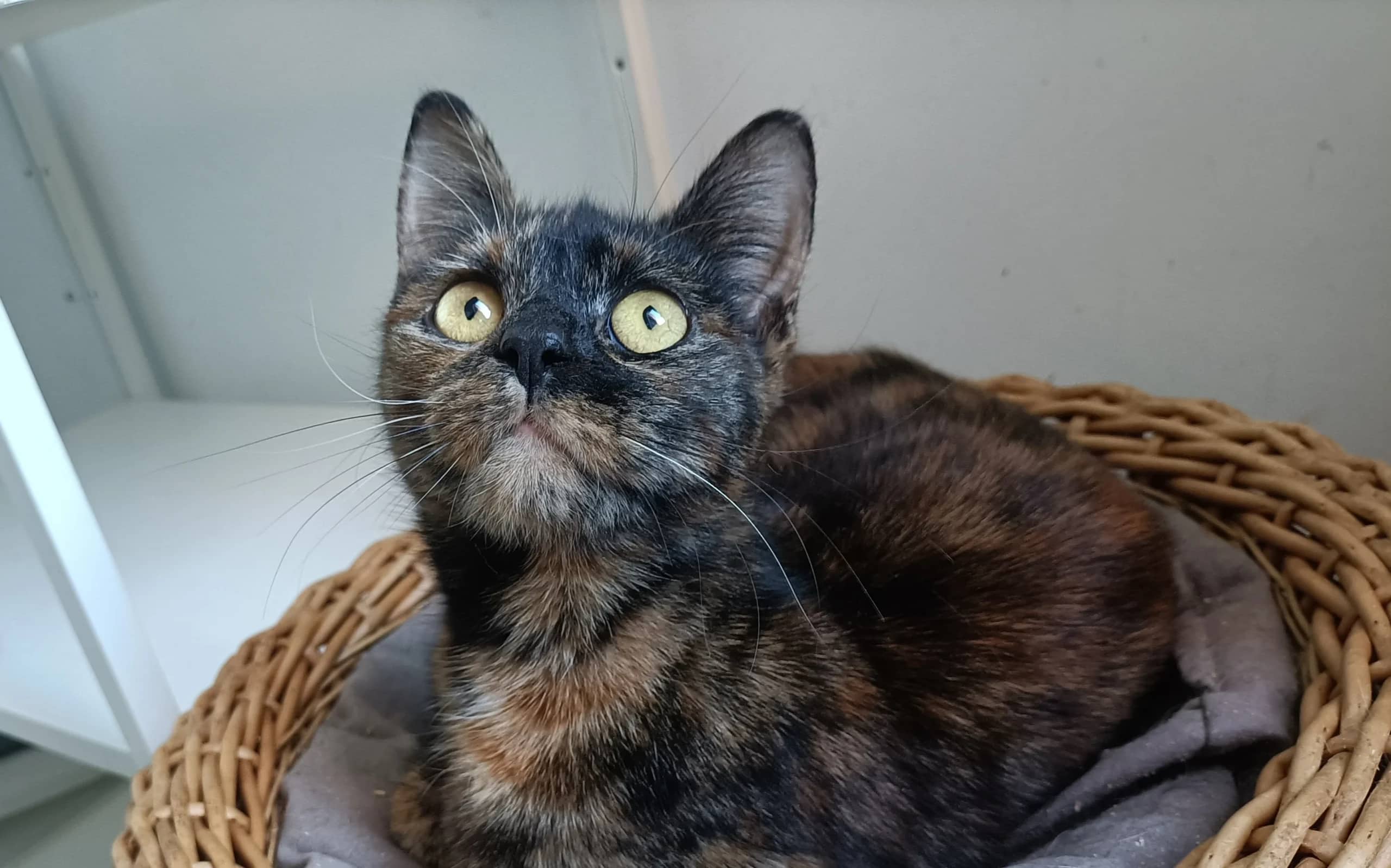 California, domestic cat for adoption in London