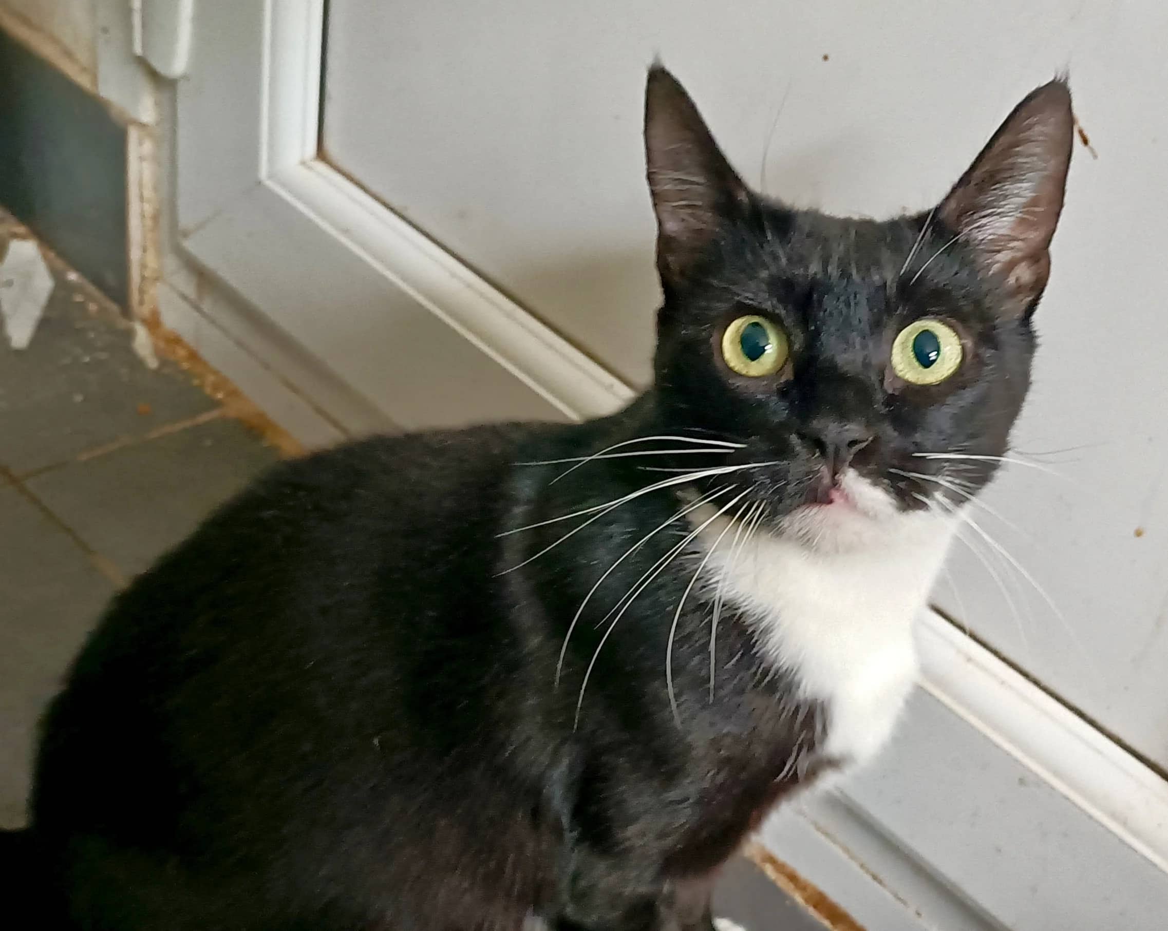 Ruthie, domestic cat for adoption in London
